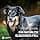 Salmon Oil for Dogs and Cats - 1 Litre Premium Pure Fish Oil with Omega 3 & 6 for Your Dog, Cat and Horse, 1000 ml - Image 7