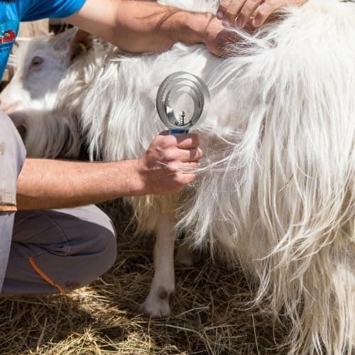 2 in 1 Grooming Kit Horse Grooming Brush Detangling Brush & Back Brush for Dogs, Horses & Cats - Perfect Furminator for Hair Loss & Hair Loss Needs - Image 3