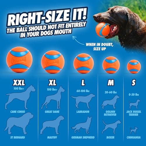 Chuckit Golf Ultra Ball Toy for Adult Dogs, Size L 1pc - Image 6