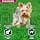 Eukanuba Dog Dry Food Yorkshire Terrier Chicken 2kg - Image 7
