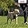 Halti Anti-Pull Harness and Training Leash to Prevent Dog Pulling During Walks, Includes Large No-Pull Harness and Double Ended Lead, Black (14329W) - Image 8