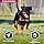 Eukanuba Dog Dry Food Rottweiler Chicken 12 kg - Image 4