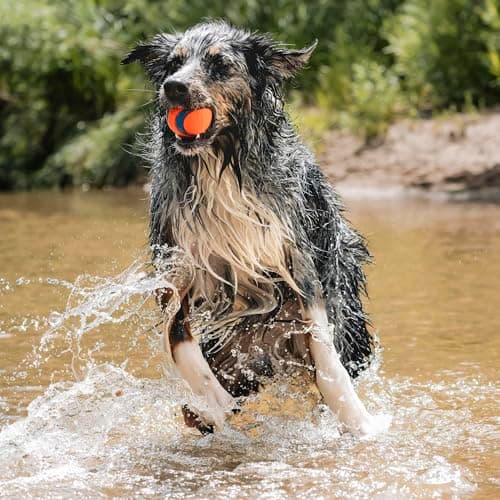 Chuckit Golf Ultra Ball Toy for Adult Dogs, Size L 1pc - Image 5
