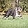 Chuckit! Breathe Right Football Small Rugby Ball Chasing Toy for Dogs - Image 4