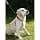 Kerbl Dog Harness Maxi Leader 45-60 cm Black - Image 5