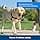 PetSafe - Easy Walk Extra Large Dog Harness (XL) - Black - Image 5