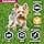 Eukanuba Dog Dry Food Yorkshire Terrier Chicken 2kg - Image 4