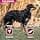 Eukanuba Daily Care Mono-Protein Salmon Dry for Adult Dogs - Rich in Fresh Frozen Salmon 2.3 kg - Image 5
