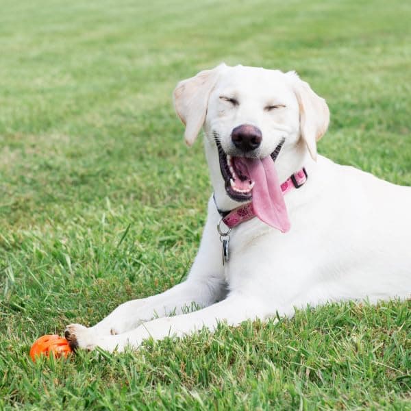 Chuckit Breathe Right Fetch Chasing Ball for Dogs Size XL - Image 4