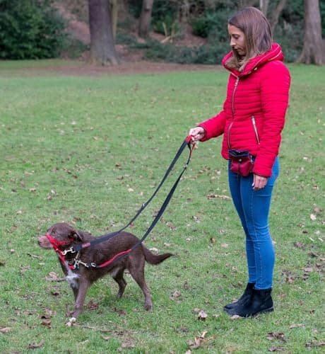 HALTI Control Lead, Black, 2 m, 2 Handles Designed to Help You Educate and Walk Your Dog, Padded Double Ended Dog Training Lead for Dogs and Puppies - Image 7