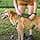 Kurgo Waterfall Dog Harness - Hiking Camping Pet Backpack Small Green - Image 3