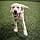 Nylabone Durable Chew Bone with Irresistible Chicken Taste for Adult Dogs - Image 4