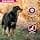 Eukanuba Daily Care Mono-Protein Salmon Dry for Adult Dogs - Rich in Fresh Frozen Salmon 2.3 kg - Image 4
