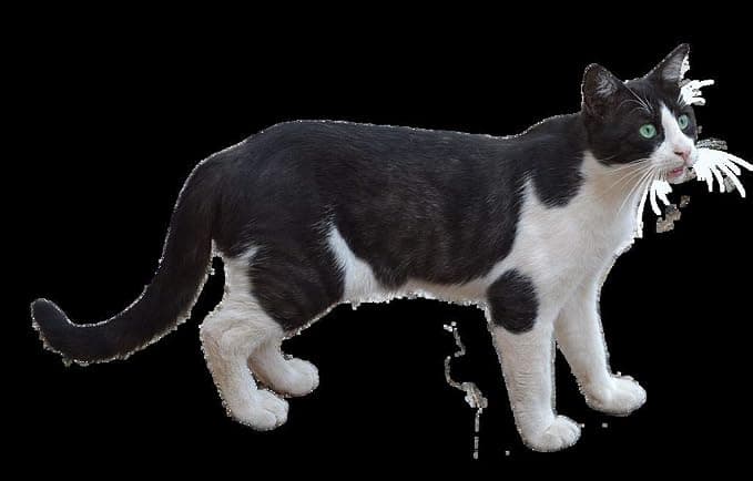 Felix Poster Black and White Cat Cute European City Cat - Image 1