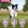 Eukanuba Puppy & Junior Adult Dry Food For Small and Medium Breed Lamb&Rice 2.5kg - Image 6