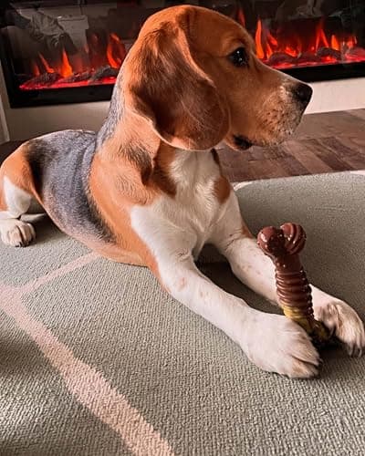 Nylabone Dura Durable Dental Chew Toy, Textured Bone Beef & Cheese Flavour for Medium Dogs (up to 35 lbs), Powerful/Extreme Chew Dogs - Image 3