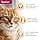 IAMS Advanced Nutrition Senior Cat Assortment Wet Sachets Earth & Sea Land&Sea Collection, in Sauce - 12 Sachets x 85g - Image 4