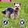 Eukanuba Dog Dry Food Yorkshire Terrier Chicken 2kg - Image 5