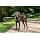 PetSafe CareLift Back Lifting Harness - For Infirm or Elderly Dogs - Lift with Handle and Shoulder Strap - Breathable and Comfortable Material - Easy Adjustment - Large Dog - Image 5