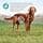 Eukanuba Adult Dog Daily Care Sensitive Digestion for All Breeds Chicken 2.5 kg - Image 4
