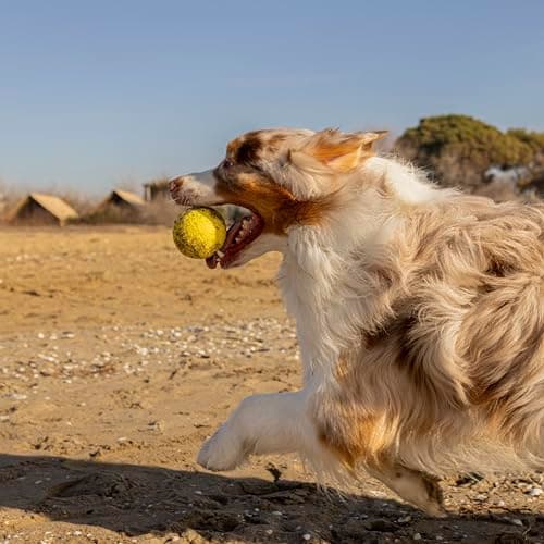 Ferplast Jouet Chien, Balle pour Chien, en Matériau Durable, Non Toxique, Résistante aux Morsures, pour l'Hygiene Dentaire, Rebondissant et Flottant, CHEWA BOING Balle, Jouets Gros Chien, Jaune - Image 8