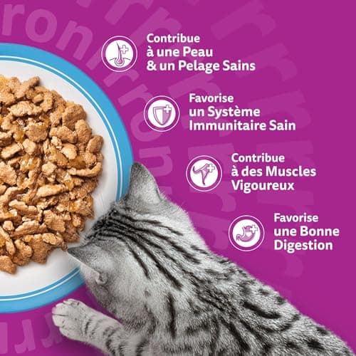 WHISKAS Cat Meal - 48 Freshness Sachets (Pack of 4 Packs 12 x 85g) - Favorite Fish (4 Varieties) - Food for Adult Cats in Jelly - Image 8