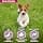 Eukanuba Puppy & Junior Adult Dry Food For Small and Medium Breed Lamb&Rice 2.5kg - Image 7