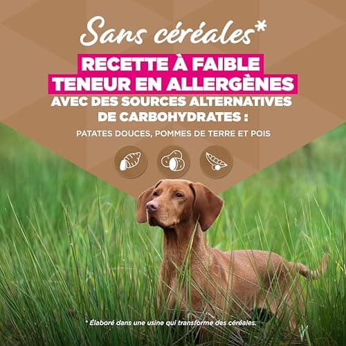 Eukanuba Croquettes Premium sans Céréales Chien Sénior de Grande Race– Riche en Poisson de l’Océan - Hypoallergénique – Glucosamine Chondroïtine-12 kg - Image 5