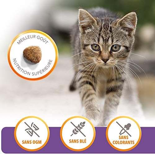 IAMS Advanced Nutrition Premium Kitten Dry Food - Healthy Whole Flavours - Promotes Growth - Fresh Chicken - Non-GMO Artificial Flavour Colours - Resealable Bag of 1.5 kg - Image 6