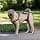 PetSafe CareLift Lifting Harness for Infirm or Elderly Dogs - Full Body Lift with Handle - Breathable and Comfortable Material - Easy Adjustment - Large Dog - Image 4
