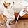 Noerden Flexi LED Retractable Leash 5 m for Dogs up to 50 kg - Image 7