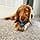 Nylabone Teething Puppy Chew Toy X Bone Ox Flavour for Small Dogs/Puppies 0-7kg, Powerful/Extreme Chew Dogs - Image 4