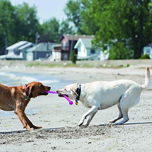 KONG - SafeStix - Sturdy and Flexible Fetch Toy with Safe, Durable Material - For Small Dogs - Image 3