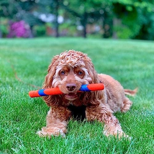 Chuckit! Ultra Fetch Stick - Dog Chase & Chew Stick - Ideal Toy for Object Report Games - Sturdy Rubber - Strengthens Complicity - One Size - Image 4