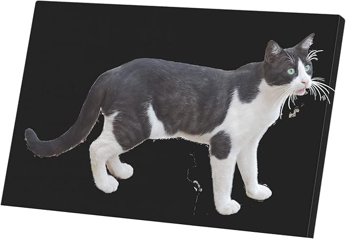 Fabulous Decorative Canvas Print Black and White Cat Europeen Cute Cat de Ville Felix (62 cm x 40 cm) - Image 1