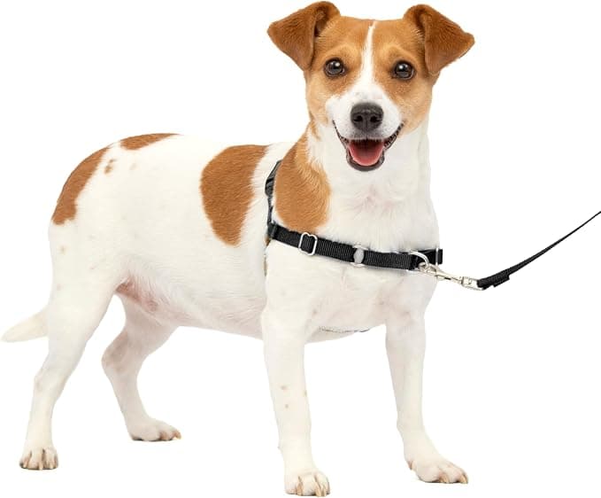 PetSafe Easy Walk Harness with No-Pull Buckle and 6ft Lead, Comfortable Walk for You and Him - 4 Adjustment Points - Durable, Easy to Put on and Take Off - Black, Small
