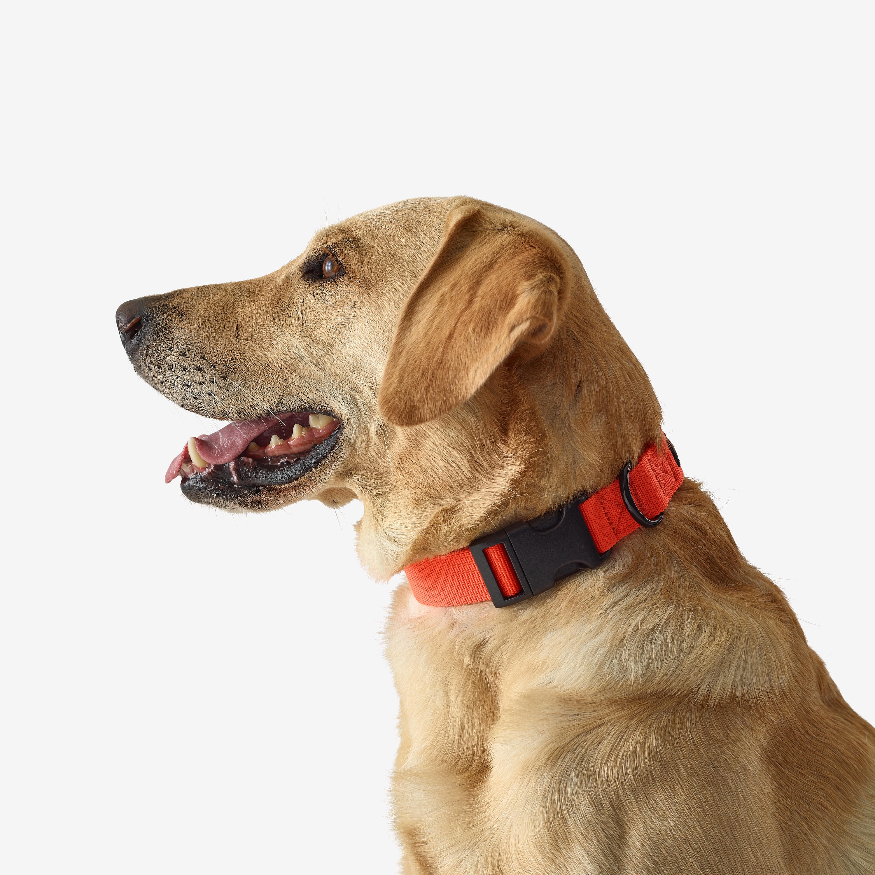 Collier chien 100 Orange - Image 1