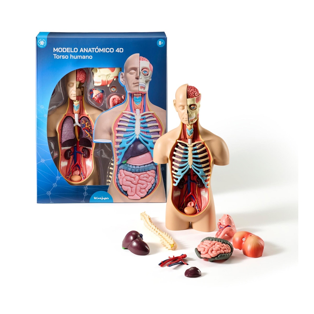 El Corte Inglés - Torso humano Aula de Anatomía 4D El Corte Inglés. - Image 1