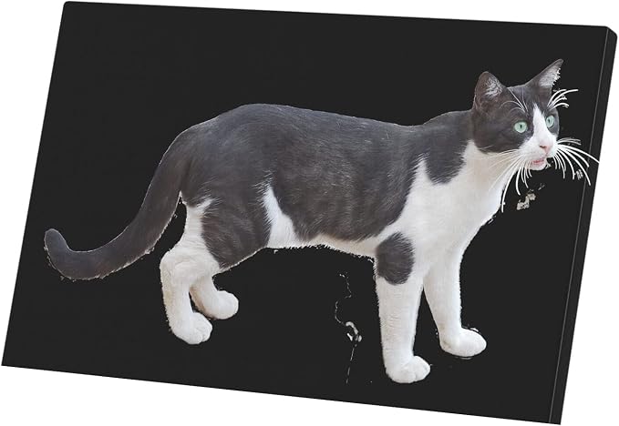 Fabulous Decorative Canvas Print Black and White Cat Europeen Cute Cat de Ville Felix (62 cm x 40 cm) - Image 1