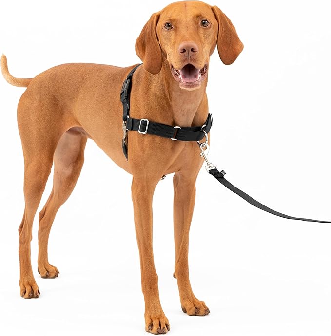 PetSafe Easy Walk Harness with No-Pull Buckle and 1.8 m Leash, Comfortable Walk for You and Him, 4 Adjustment Points, Durable, Easy to Put On and Off, Black, Size M - Image 1