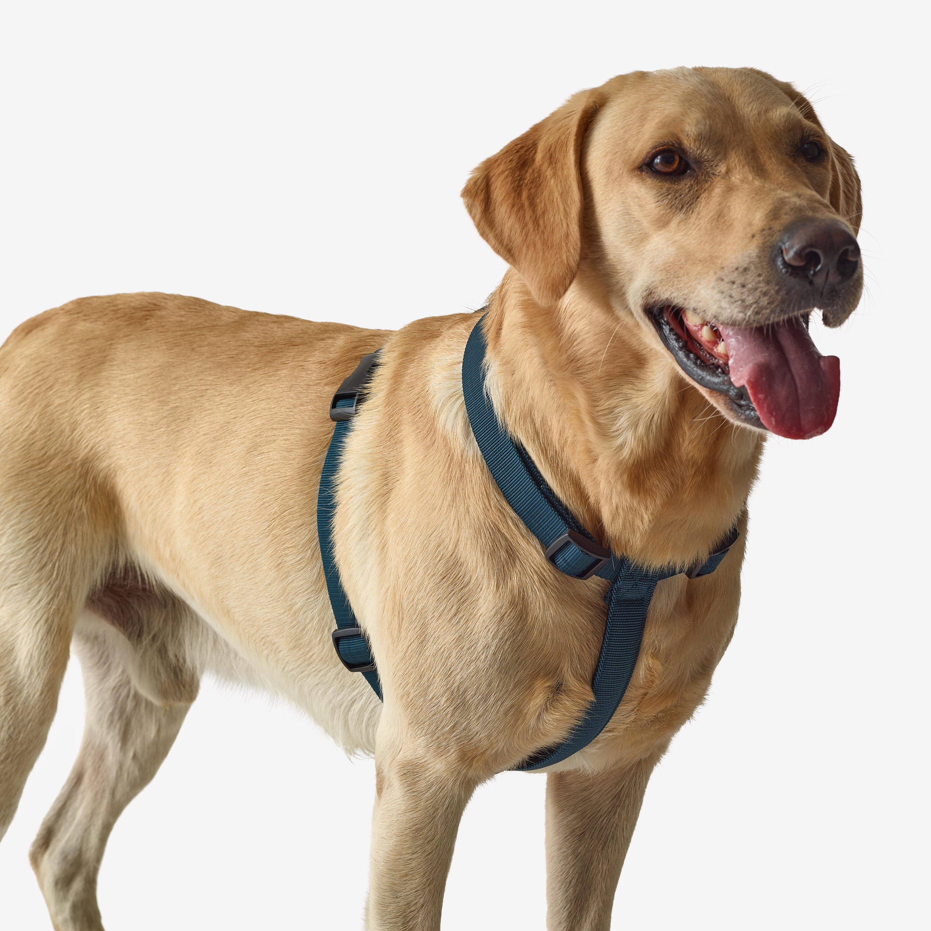 Harnais pour chien bleu 100 - Image 1