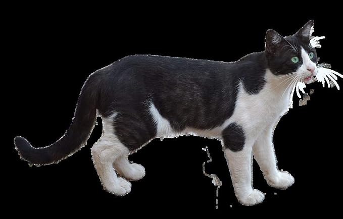 Felix Poster Black and White Cat Cute European City Cat - Image 1