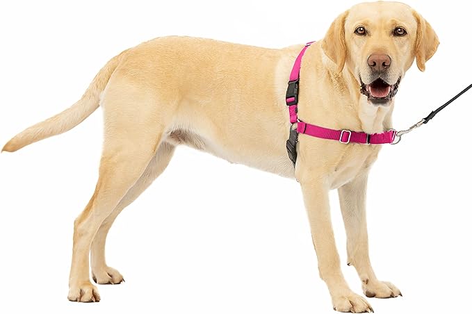 PetSafe Easy Walk Harness with No-Pull Buckle and 6ft Lead, Comfortable Walk for You and Him - 4 Adjustment Points - Durable, Easy to Put on and Take Off - Raspberry, Large - Image 1